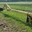 #52687-•-allen-mfg-water-furrow-plow-am326113-inv#52687-image-1