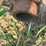 #52686-•-pfm-pto-ditcher-400-392-inv#52686-image-21