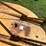 woods-bb840-image-7
