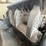 2012-metso-lokotrack-lt1213-tracked-impact-crusher-plant-image-40