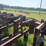 #52693-•-sprayrite-10-row-30"-cultivator-inv#52693-image-57