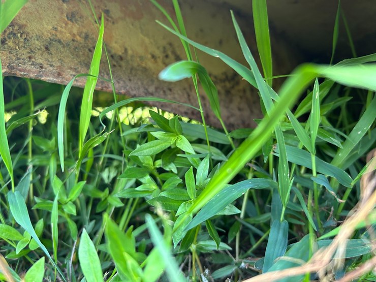 woods-hs106-3-image-29