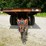 1971-transport-trailer-xtt-16-image-2