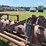 #52670-•-20'-stubble-roller-inv#52670-image-17