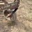 john-deere-no.5-image-13