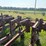 #52693-•-sprayrite-10-row-30"-cultivator-inv#52693-image-60