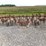 allis-chalmers-114-image-2