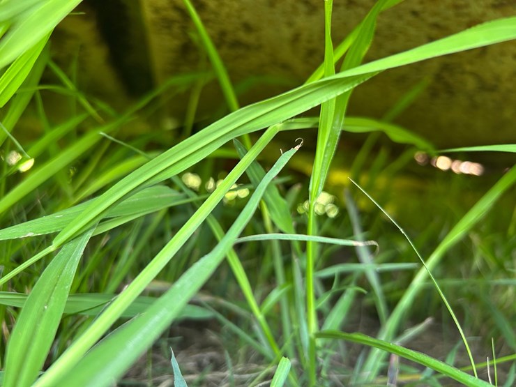 woods-hs106-3-image-30