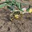 john-deere-pull-type-two-bottom-plow-image-10