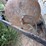 miller-bobcat-250nt-image-28