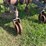 #52693-•-sprayrite-10-row-30"-cultivator-inv#52693-image-34