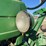 john-deere-model-a-image-44