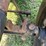 john-deere-d-image-16