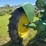 john-deere-model-b-image-4