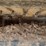 caterpillar-304e2-cr-image-32