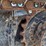 sany-sy155u-image-14