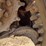 bobcat-t595-image-15