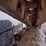 bobcat-t590-image-25