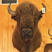 Offsite - Buffalo Mount