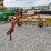 new-holland-256-image-1