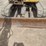 caterpillar-15-image-20