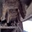 bobcat-t650-image-28