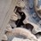 bobcat-t595-image-26