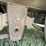 pinto-hitch-trailer-image-39