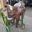 hereford-saddle-image-10