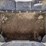bobcat-t595-image-13