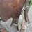 hereford-saddle-image-7