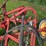 new-holland-456-image-18