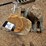 landscaping-rocks-2-image-1