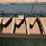 case-ih-1020-image-17