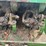 john-deere-3800-image-43