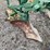 john-deere-pull-type-two-row-planter-image-17