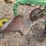 john-deere-pull-type-two-bottom-plow-image-13