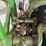 root-and-vandervoort-john-deere-4-horse-hit-and-miss-engine-with-cart-image-18