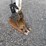 bobcat-e26-image-14