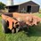 case-ih-530-image-4