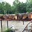 #103-•-3-strand-mellott-log-deck-image-1