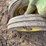 john-deere-a-image-10