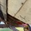 case-ih-1020-image-11