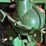 john-deere-gpwt-image-29