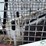 skid-steer-loader,-gas-engine-image-6