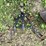 #6114-•-cultivator-attachment-image-2