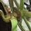 root-and-vandervoort-john-deere-4-horse-hit-and-miss-engine-with-cart-image-19