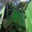 1997-john-deere-556-image-20