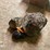 #7144-•-lot-of-burl-wood-image-2