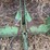 five-shank-subsoiler-image-9